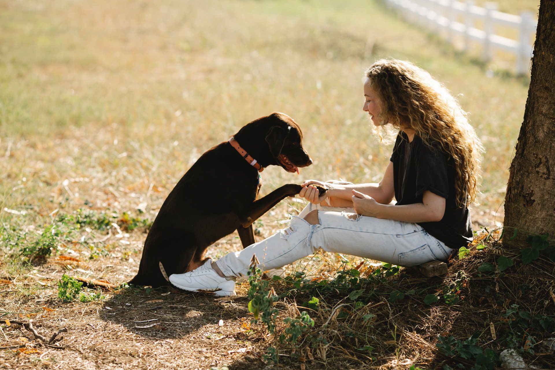 Photo of a woman shaking paws with a dog