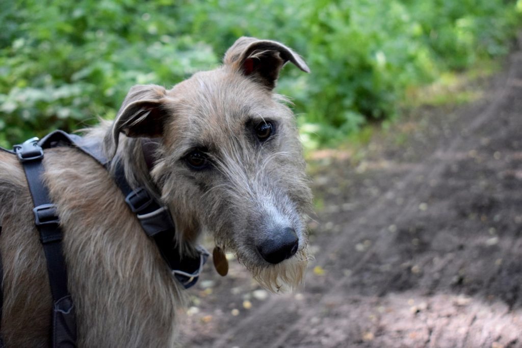 Photo of Milo with an 'inquisitive' look on his face