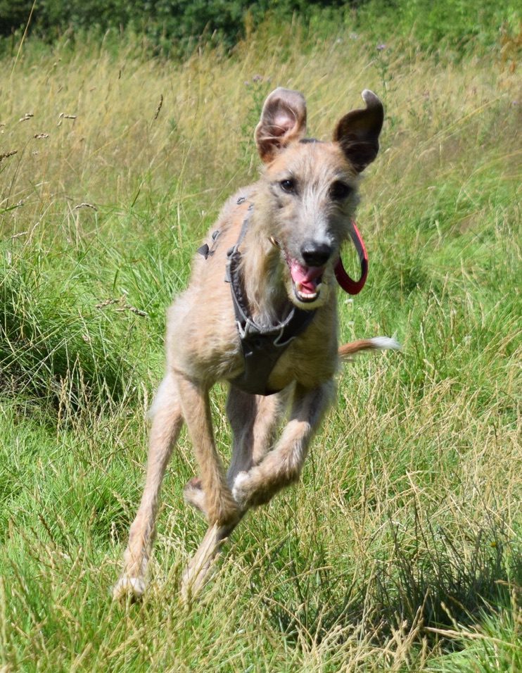 Photo of Milo running through a field