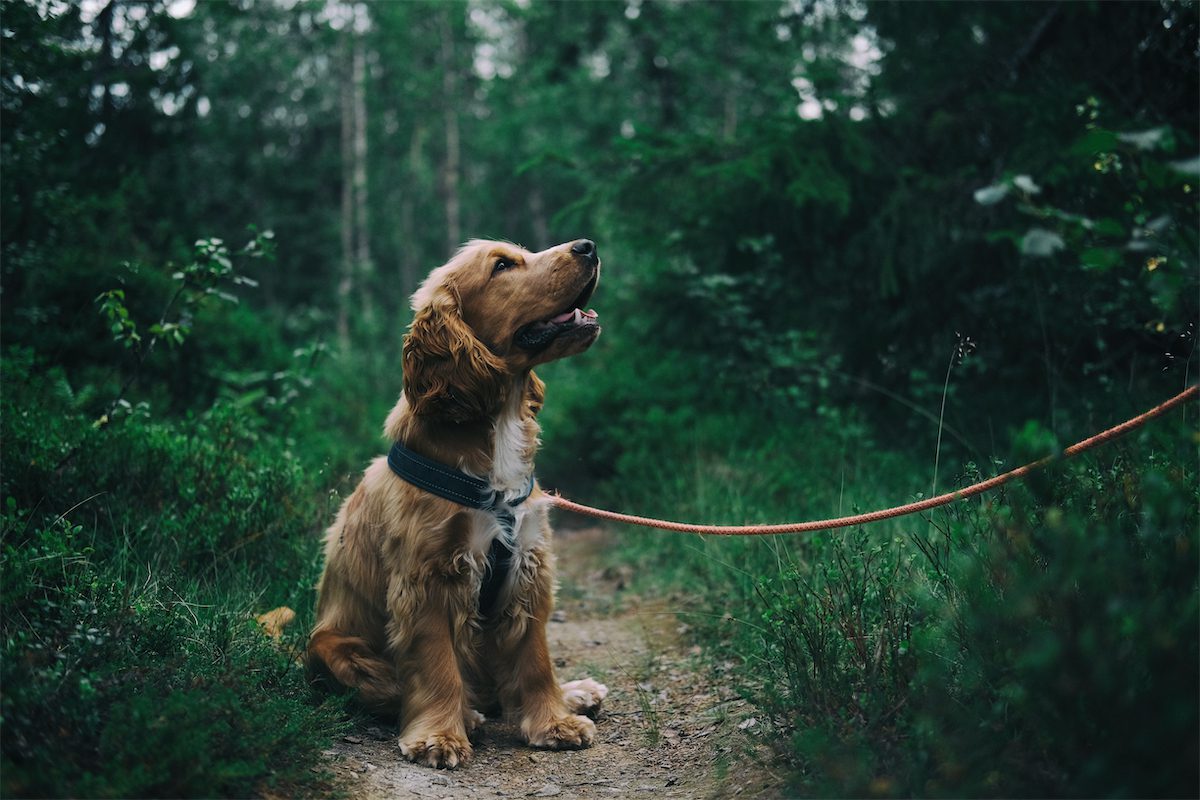 Photo of a woman and dog standing at a wall