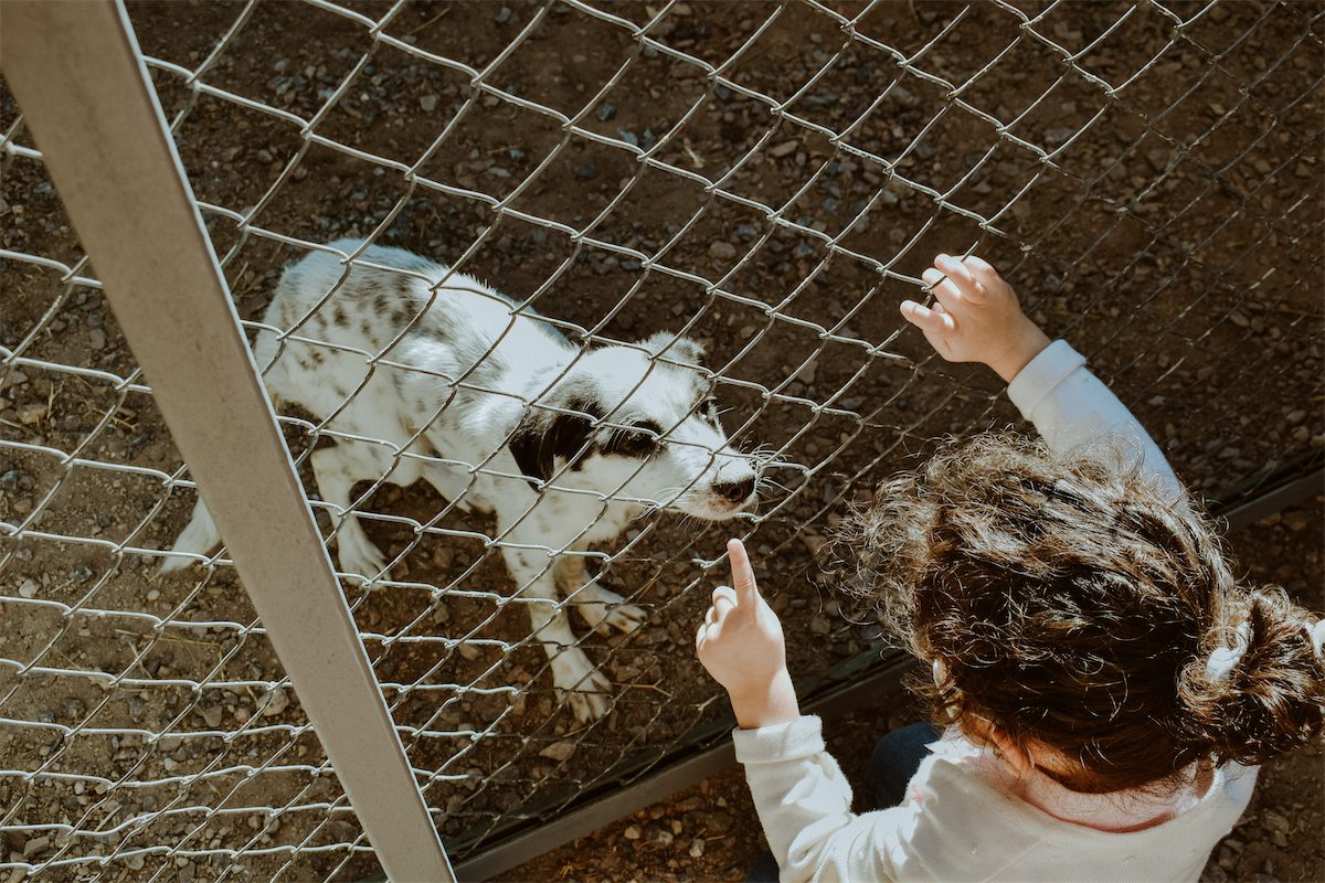 Photo of a boy training a dog